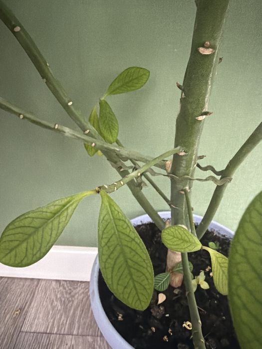 Молочай Гранта (срез)