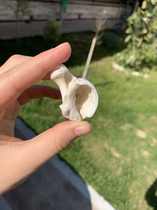 Настоящие морские ракушки