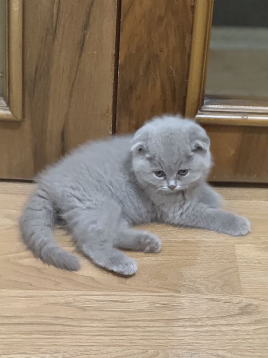 Срочно продаеться Британская короткошерстная Кошка, зовут Киара
