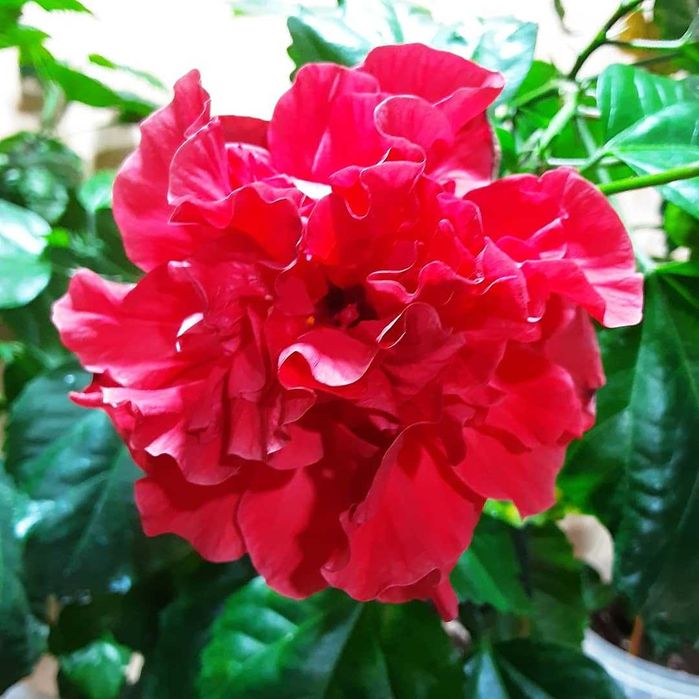 Цветы комнатные. Сортовые гибискусы !