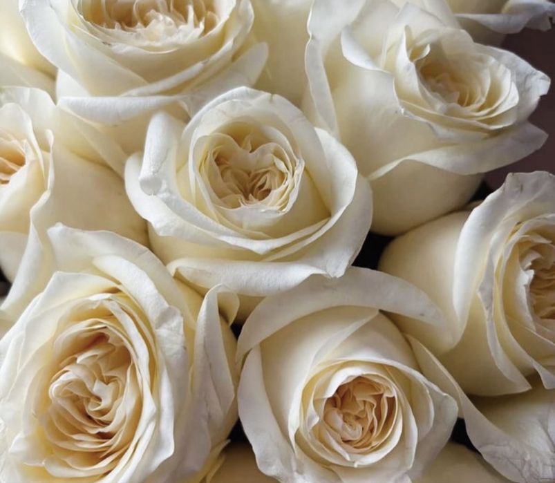 Розы по 600 тг город Атырау