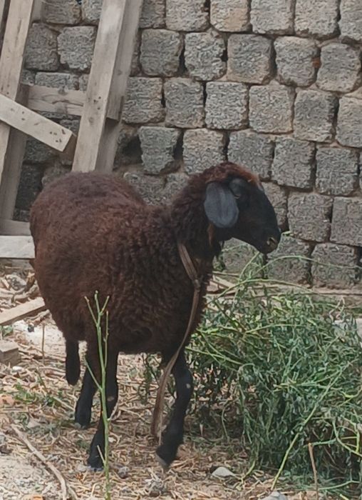 Sotiladigan qo'ylar  bor