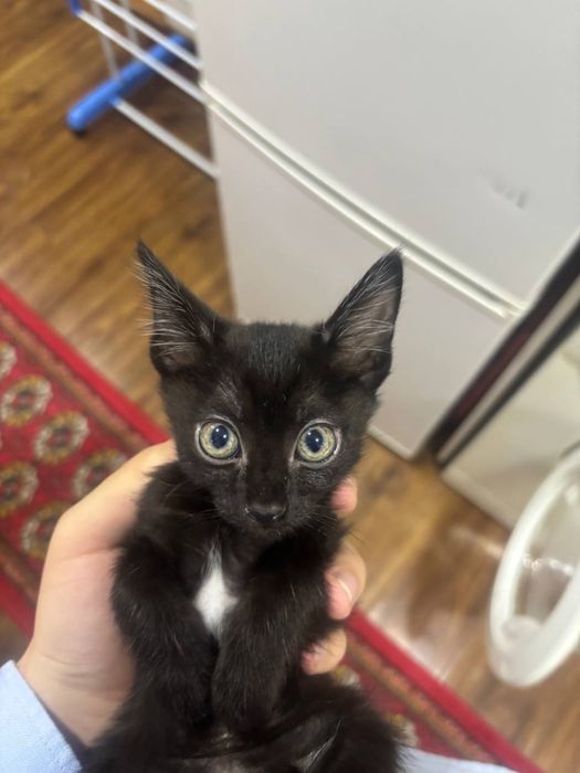 Дадим в хорошие руки даром бесплонто