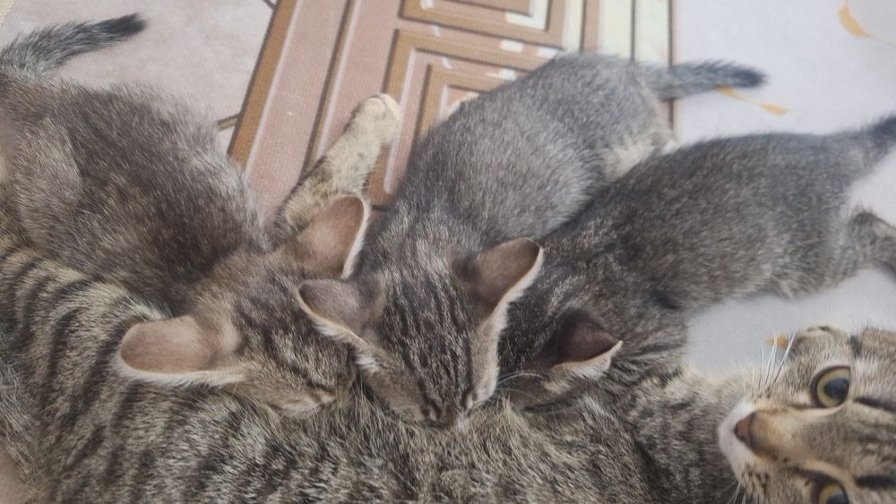 Отдам котят хорошие руки