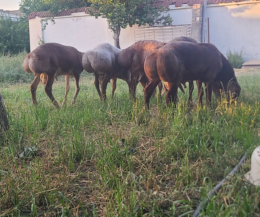 Qoylar qoy bor. Qochqor