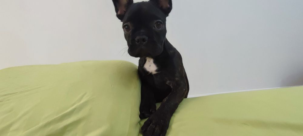 Французкий бульдог довочка