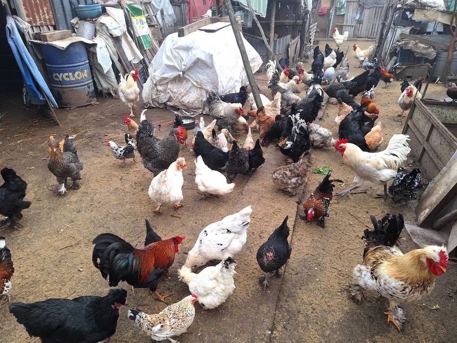 Vand cocosi si bibilici