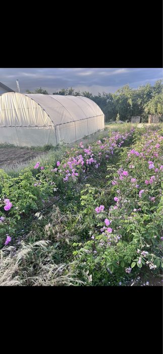 Trandafiri Rosa Damascena de dulceata