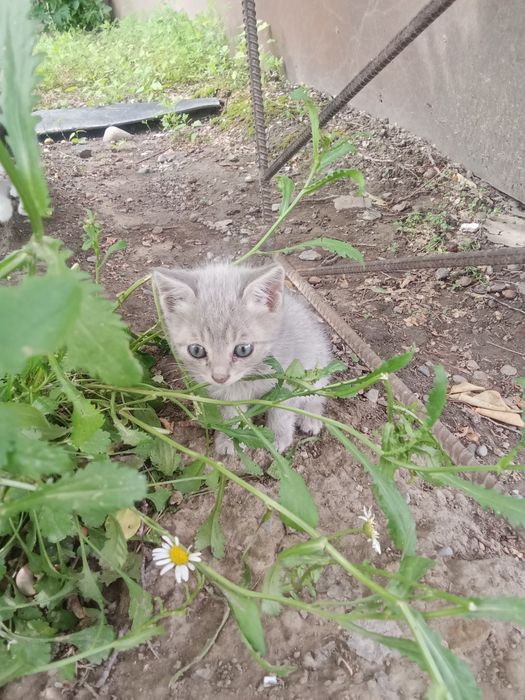 Отдам в хорошие руки котят