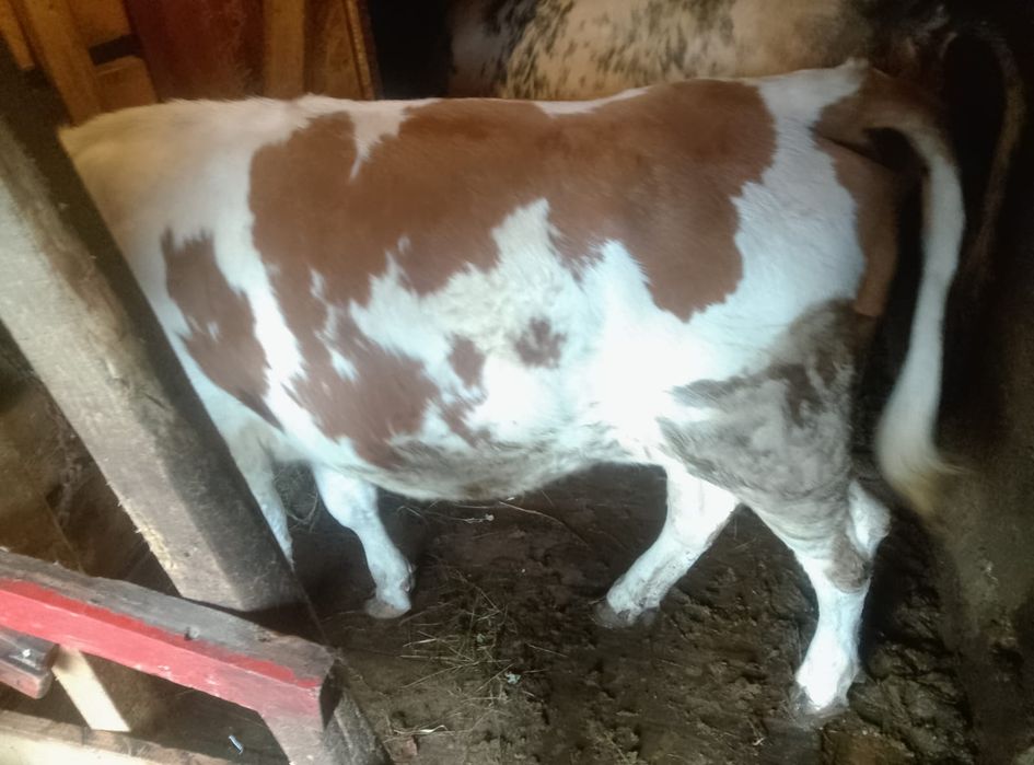 Vându junică 2 ani