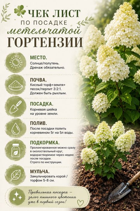 Продам Гортензию металлика