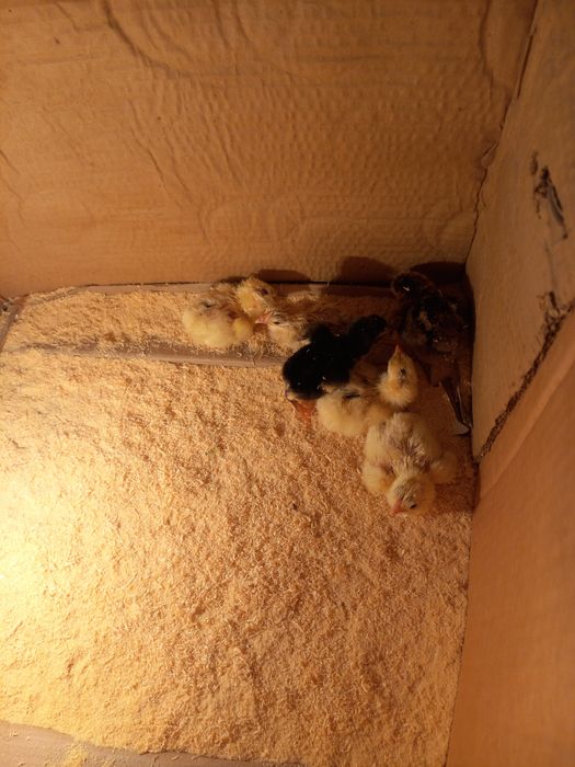 Инкубатор сотилади 36 товук тухум завот автомат 220-12 v