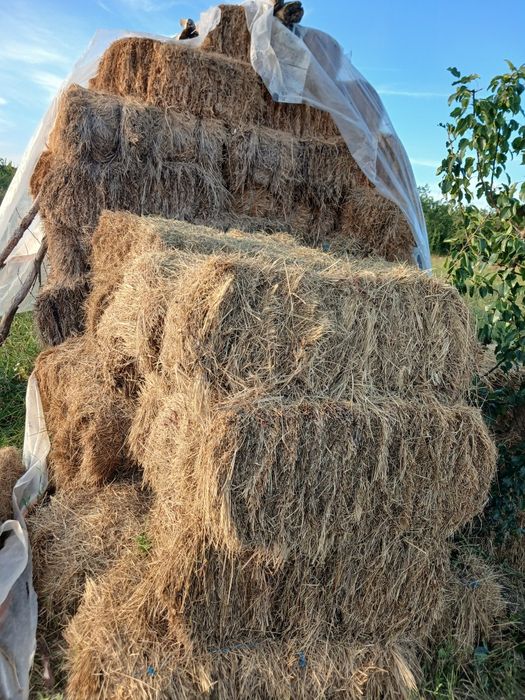 fân de vânzare și lucenă nr de telefon 0787600729