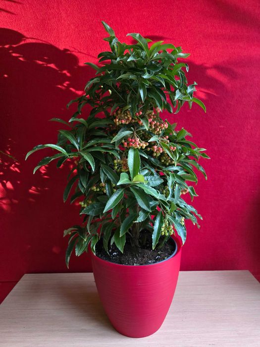 Живые елки Коника и Кипарисы, Ардизии