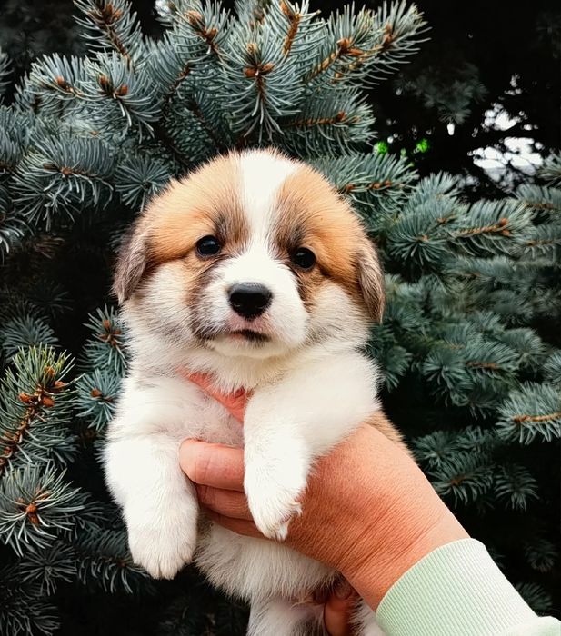 Вельш корни пемброк