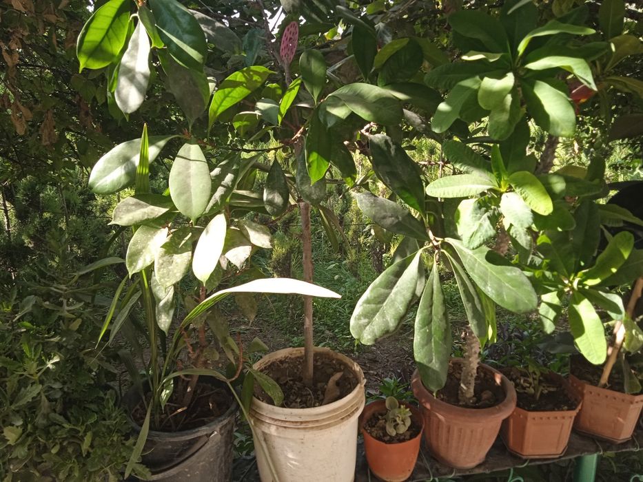 Tuvak gullar bor, turli xillaridan