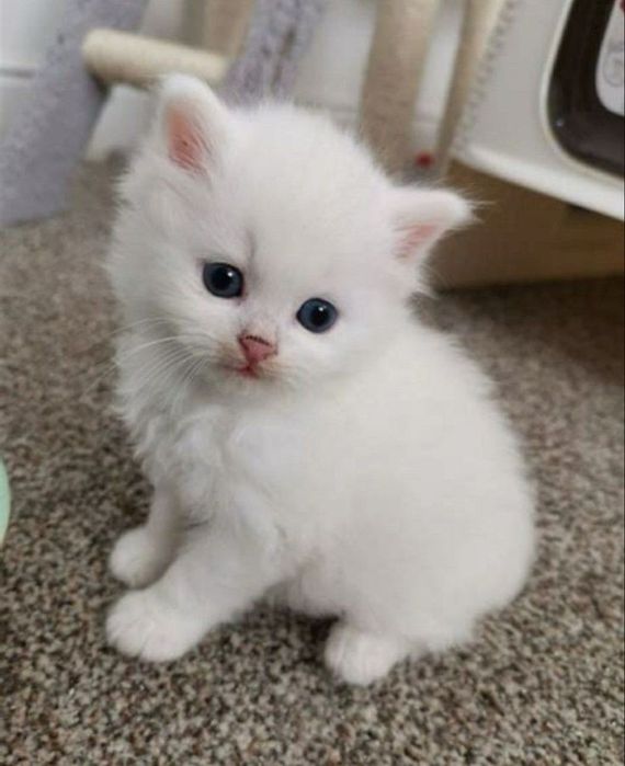 Милые и породистые котята (турецкая ангора)