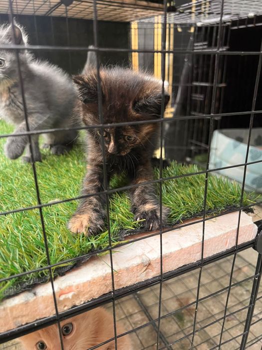 Котята крысоловы