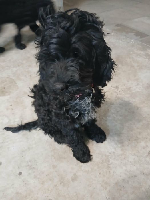 Продавам Кавапу.