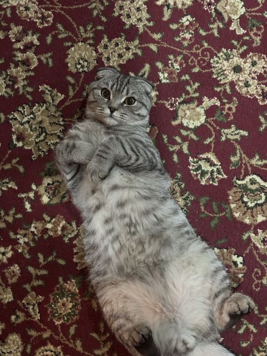 кошка шотланский