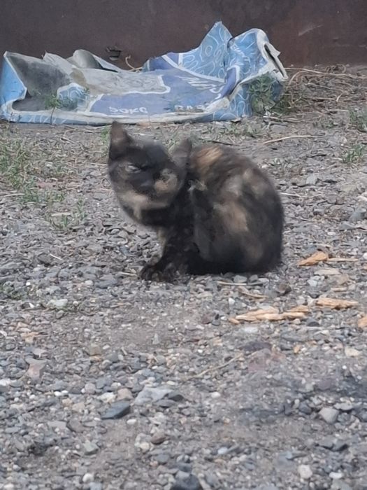 Отдаем 1 кошку 2 котят