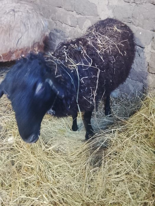 Баран молодая 22