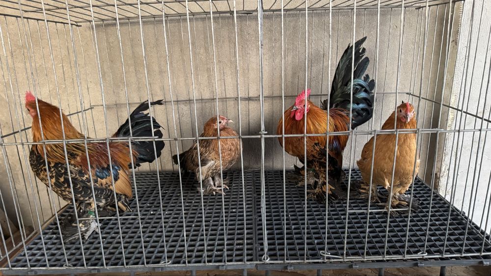 Pasari rasa pitica mii de flori