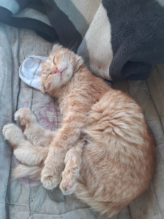 Котик вислоухий.