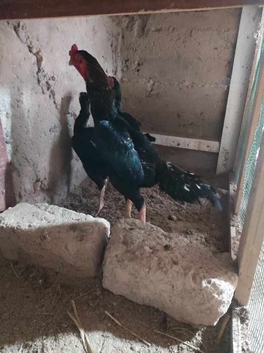 Dakan Tuxumlari bor