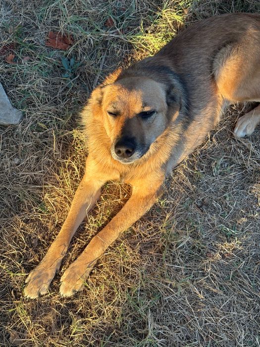 Подаряваме младо куче