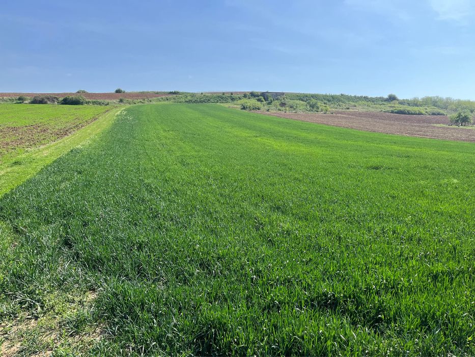 Teren extravilan de vanzare Dealul Somlyó ,Biharia 7900 mp!