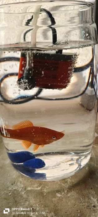 Аквариумная рыбка
