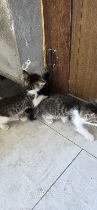 Мушукчалар кораси хам бор
