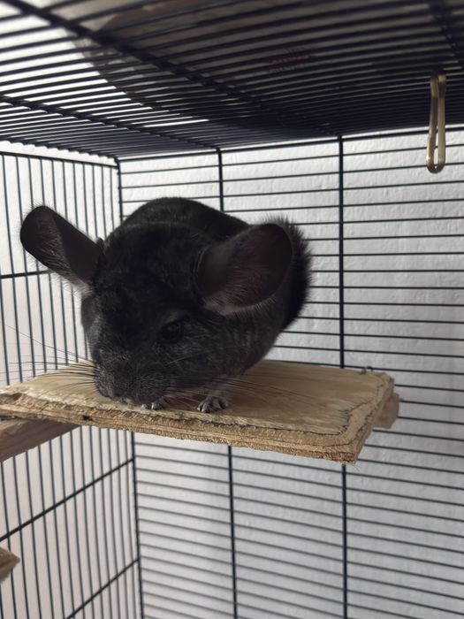 Vand pereche chinchile