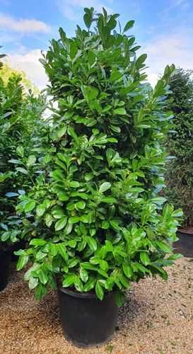 Laurocireș / Lăurac (Prunus laurocerasus)