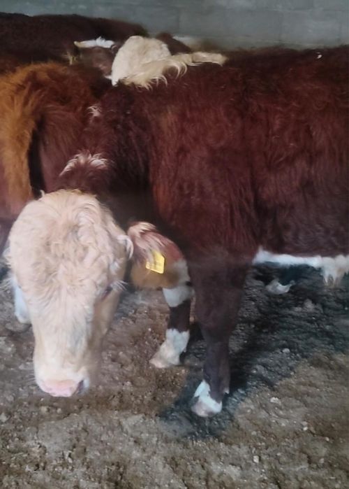 СРОЧНО!Продам белоголовых бычков , тёлочек