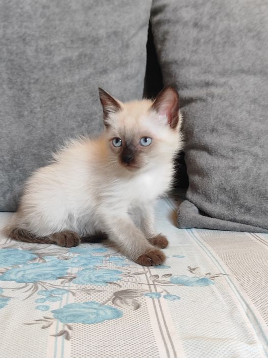 Отдам котят в добрые руки