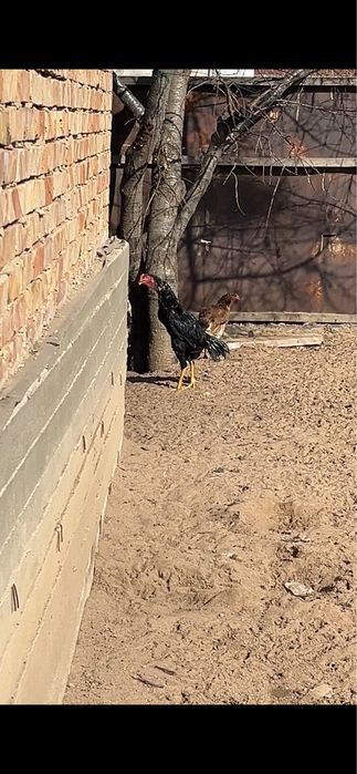 Дакан июльский ганой микс