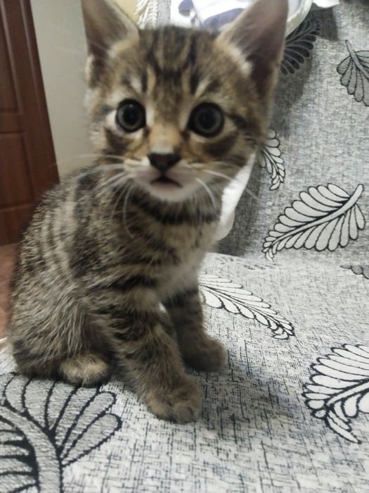 отдам бесплатно кошек