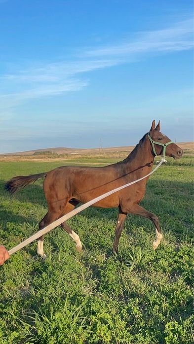 Жеребенок , Лошадь , Жеребец