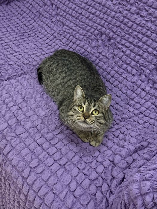 Кошка 10 мес