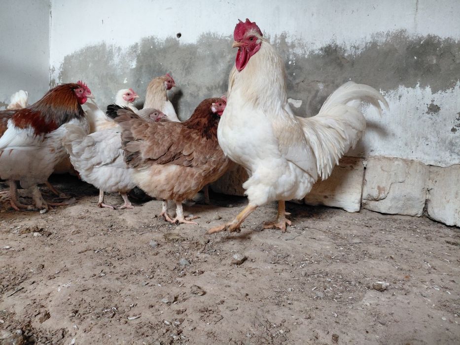 Тауыктар сатылады