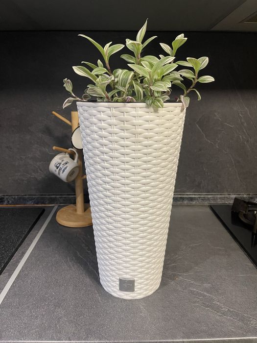 Домашние цветы