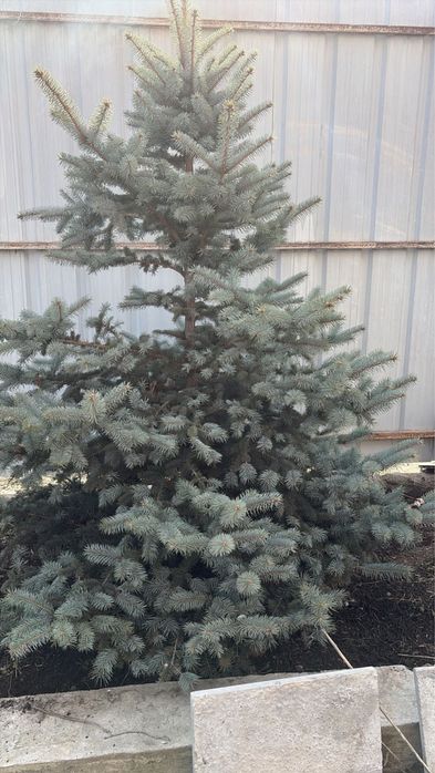 Продаи елки 2 шт