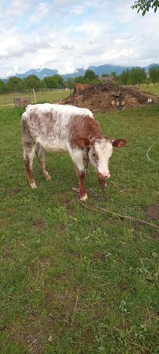 Vitică de carne.