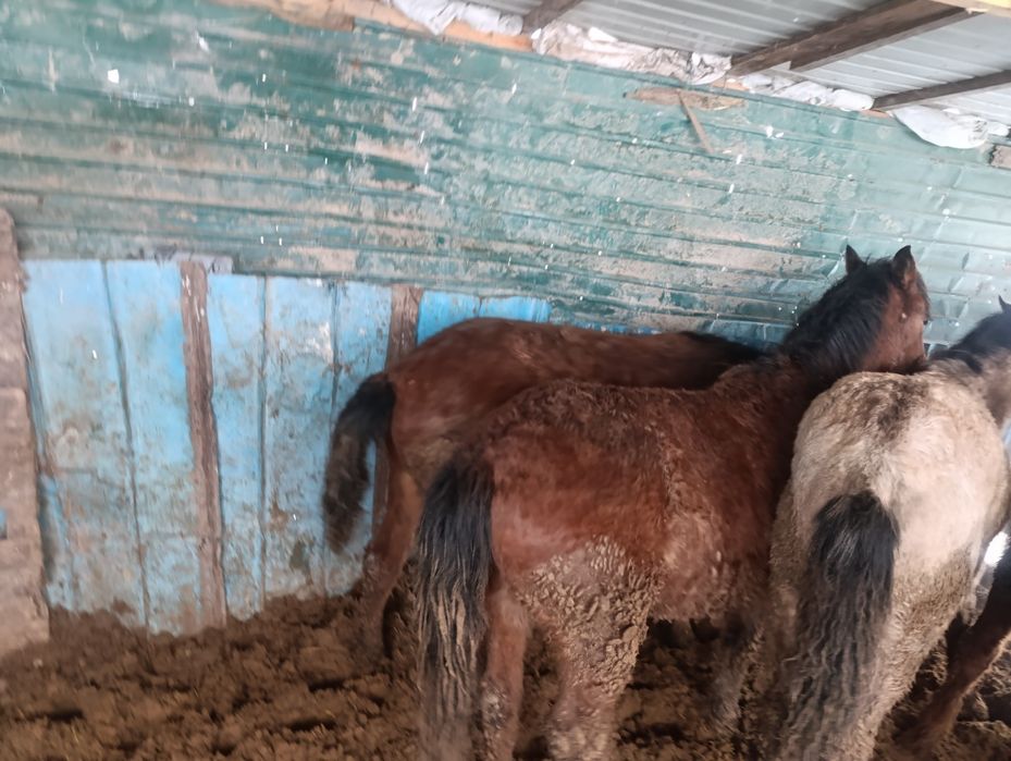 Продам полторашек жирных