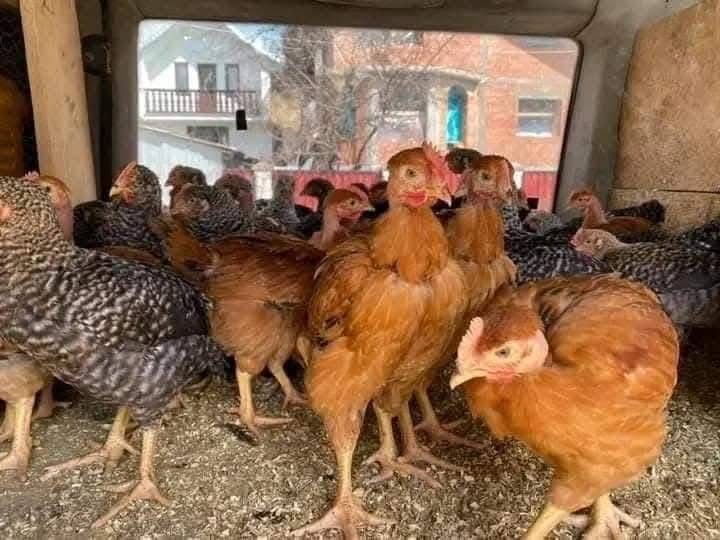 Vindem puii carne / rasa mixta