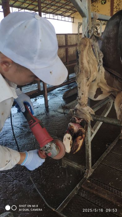 Qishloq xoʻjaligi hayvonlarini pirafilaktika qilish va davolash .