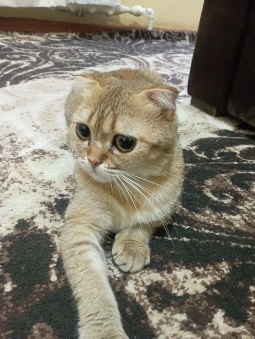 Продаю золотую шиншиллу кошка (британка)