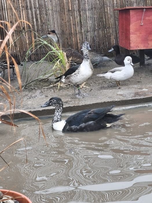 Perechi rațe exotice